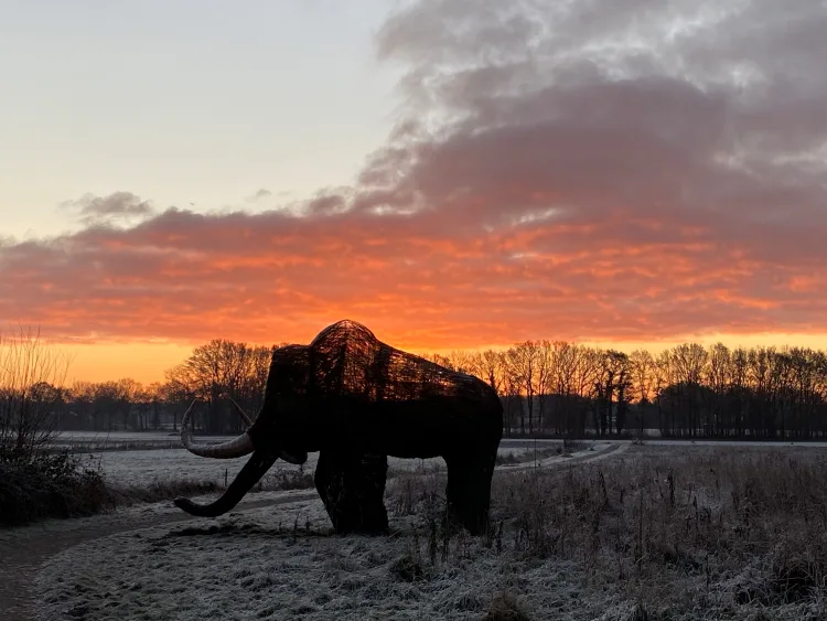 mammoet zonsondergang