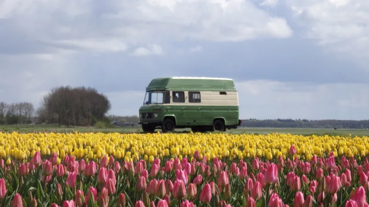 Mercedes kampeerbus in tulpenveld