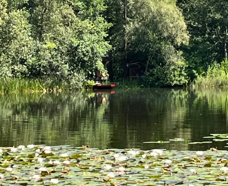 water met waterlellies en bomenrand