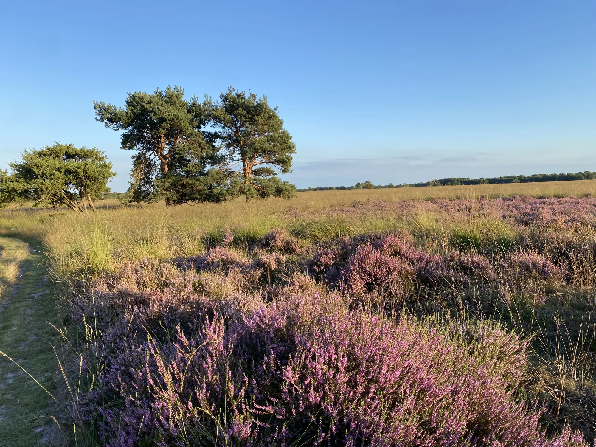 paarse heide drenthe